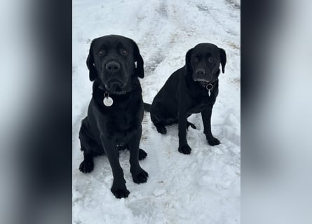 Labrador Welpen