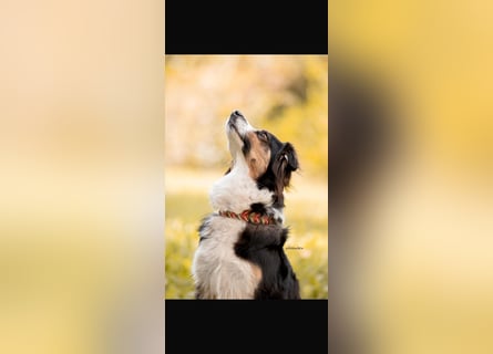 Traumhafte Australian Shepherd Welpen