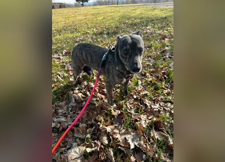 Lui - kleiner Hund mit großem Herz sucht 2te Chance