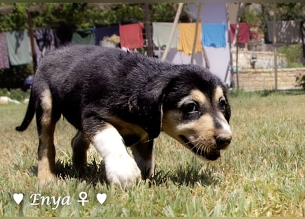 Eckie, Emma, Enya und Erin suchen ihre Familien ab Oktober