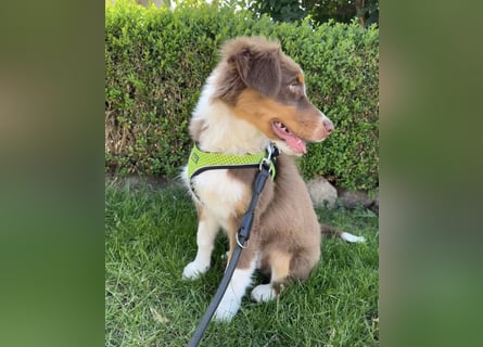 1 kleine Australian Shepherd Hündin( Welpe) braun/redtri (Minimix/Reinrassig)+ Gesundheitszeugnis