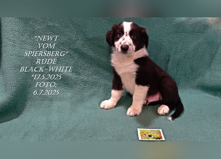 Border Collie-Welpen , black-,choco-,red-white und red-,black-merle