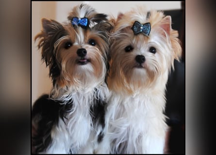 Yorkshire Terrier Welpen -verschiedene Farbgebungen u. Größen