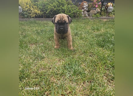 Cane Corso Italiano Welpen