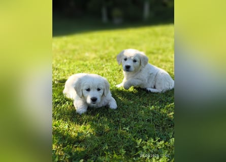 Golden Retriever Welpen 