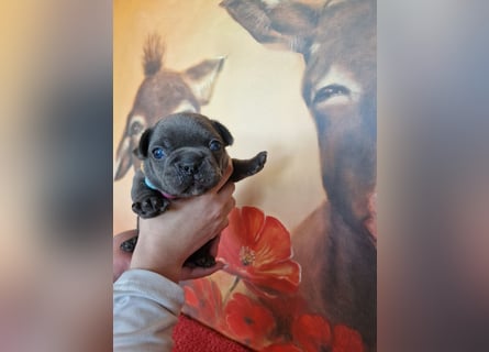 Französische Bulldogge Welpen in Leuna