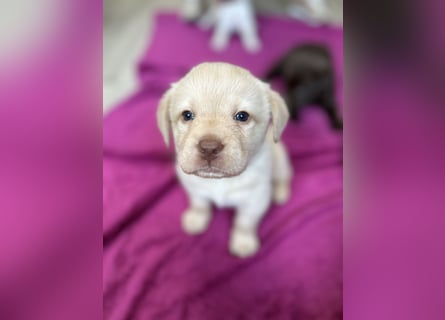 Labrador Retriever Labbi Welpen