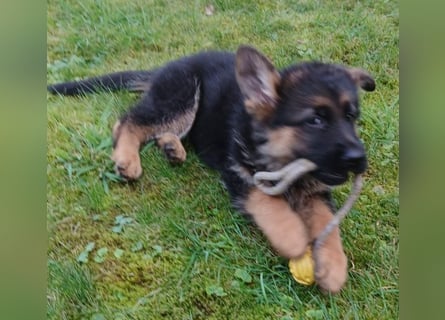 Schäferhund-Welpen 1 Rüde, 8 Hündinnen zu verkaufen