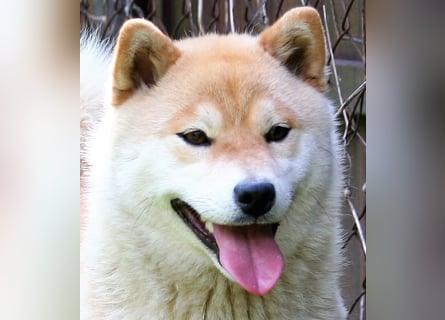 Wunderschöne Shiba Inu Welpen suchen ein liebevolles Zuhause!