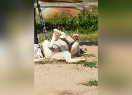 Verschiedene tolle Fellnasen  suchen ein  Zuhause