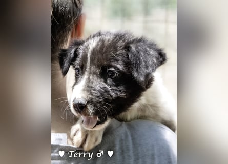 Teddy und seine Geschwister suchen ab September ein Zuhause