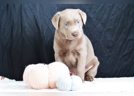 Typvolle Labradorwelpen mit Ahnentafel