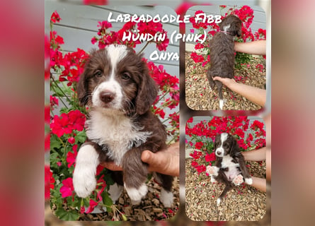 Labradoodle und Goldendoodle Mini/ Medium Welpen in verschiedenen Farben