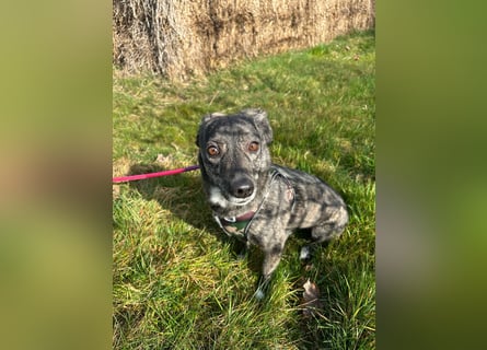 Lui - kleiner Hund mit großem Herz sucht 2te Chance