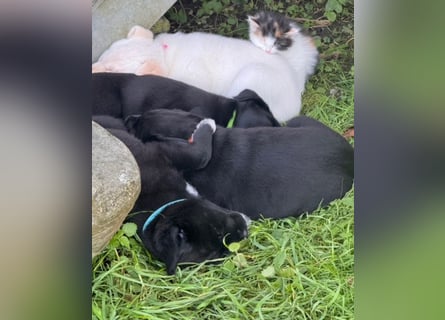 Zuckersüße Labrakita Welpen suchen ihr neues Zuhause!