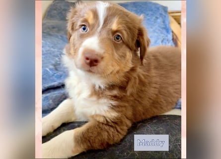 Australian Shepherd Welpen braun/redtri (Minimix/Reinrassig)+ Gesundheitszeugnis