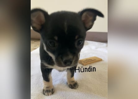 Chihuahua Welpen ab 22.08 abzugeben
