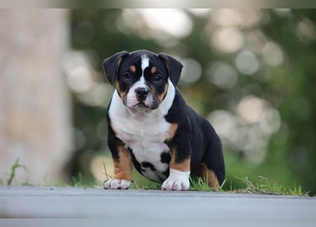 Unglaublich schöne American Bully Welpen!