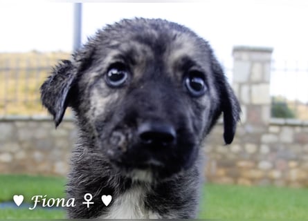 Fiona und Fineas suchen ab Anfang August ein Zuhause