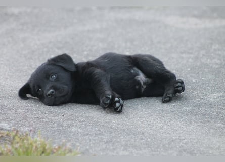 Labrador Welpen