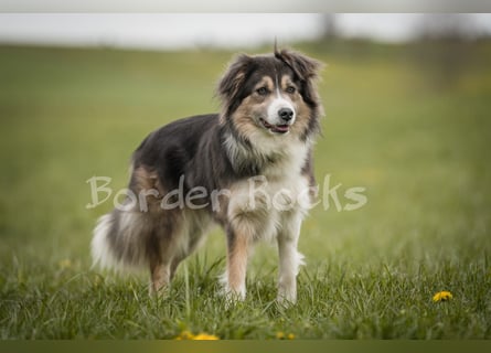 Wunderschöne Australien Shepherd Border Collie Welpen