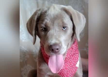 Wir haben ab sofort Labrador Welpen in der Farbe Silber abzugeben