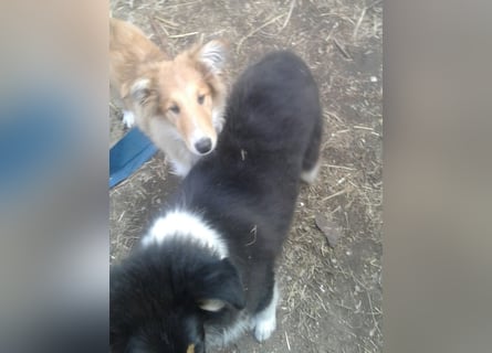 Colliewelpe - eine kleine Lady sucht noch ein  Zahause