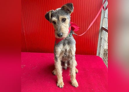❤️ superlieber PINO - 1 Jahr, 40cm/9kg - Foxterrier-Mischling
