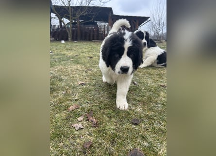 LANDSEER WELPEN mit FCI papieren