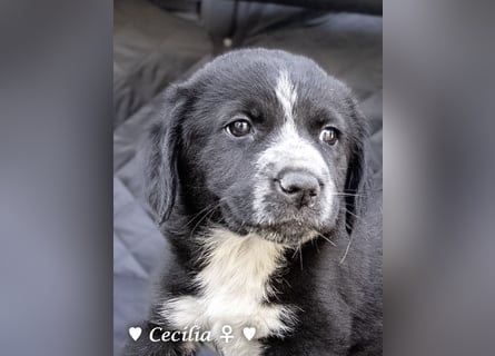 Cecilia, Cindy und Carla suchen ab Mitte Juli ein Zuhause