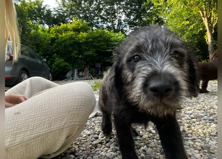 Labradoodle Welpen