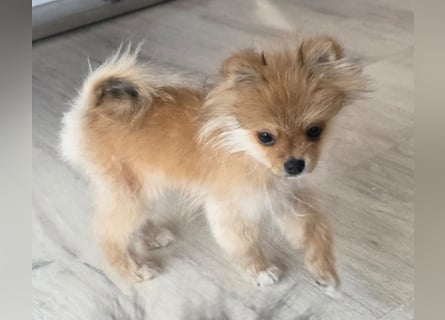 Zwergspitz Pomeranian