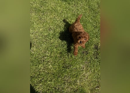 Kleine Toy Pudel rot braun (asiatische Linie)