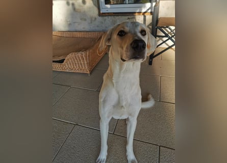 Willy: wem darf er sein Herz schenken?
