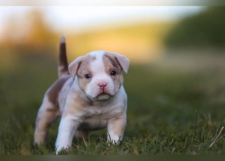 Unglaublich schöne American Bully Welpen!