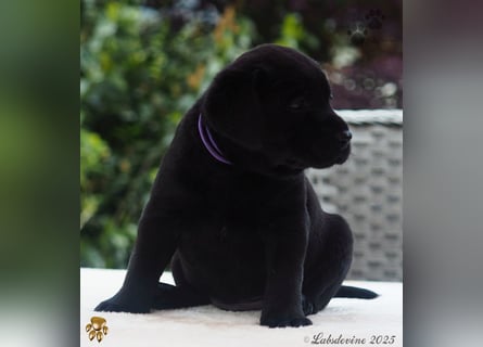 Labrador Welpen in schwarz- die Buben