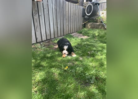 Berner Sennenhundwelpen-Welpe