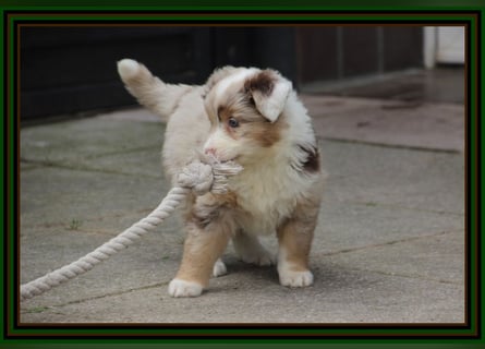 Australian Shepherd - Traumwelpen -KEINE Arbeitslinie-aus langjähriger Familienaufzucht.