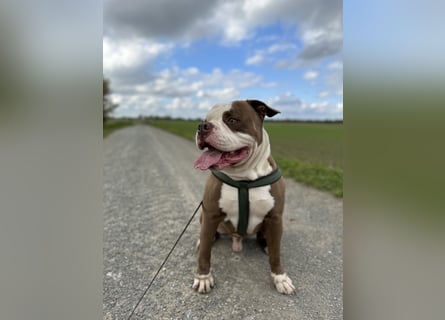 Amerikanische Bulldogge sucht ein zuhause