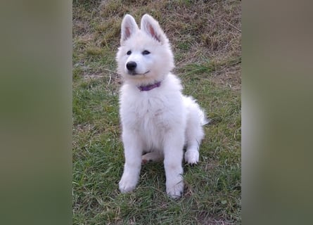 Weiße Schäferhundwelpen - Herzensbrecher für Familie, Sport und Show