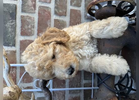 GoldenDoodle Welpen 