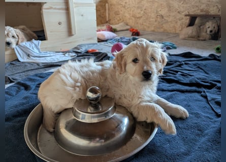 Wunderschöne Goldendoodle-Mix Welpen