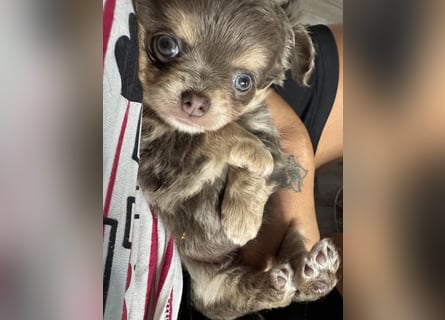 Wir haben aktuell Welpen. 2 Chihuahua Mädels