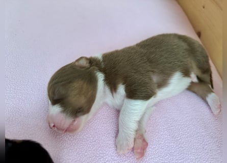 Red Tri Rüde, Australian Shepherd
