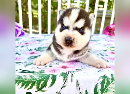 FCI Pedigree Blue Eyed Black & White Siberian Husky Champion Puppy