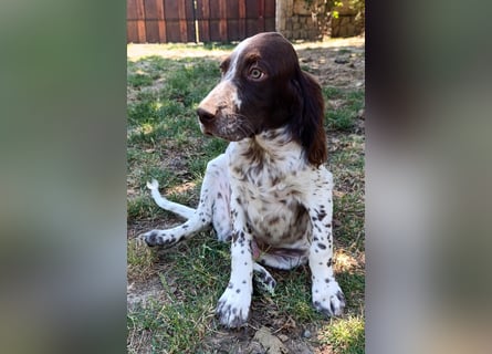 English setter Rüde