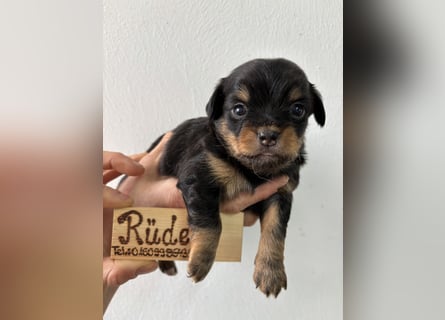 Chihuahua Langhaar Welpen ab Mitte Mai abzugeben