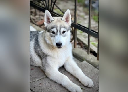 Not just a siberian husky boy - a soulmate on four paws