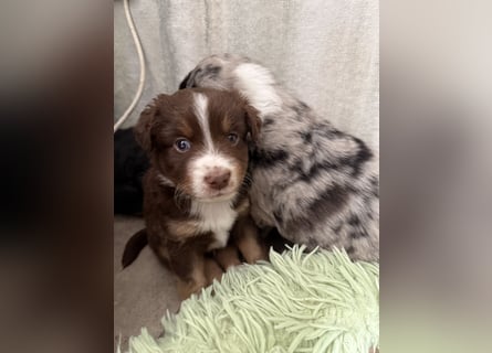 Mini Australien Shepherd Welpen