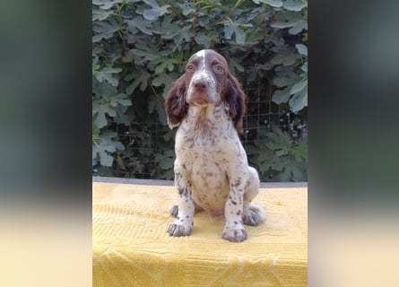 English setter Rüde Welpe